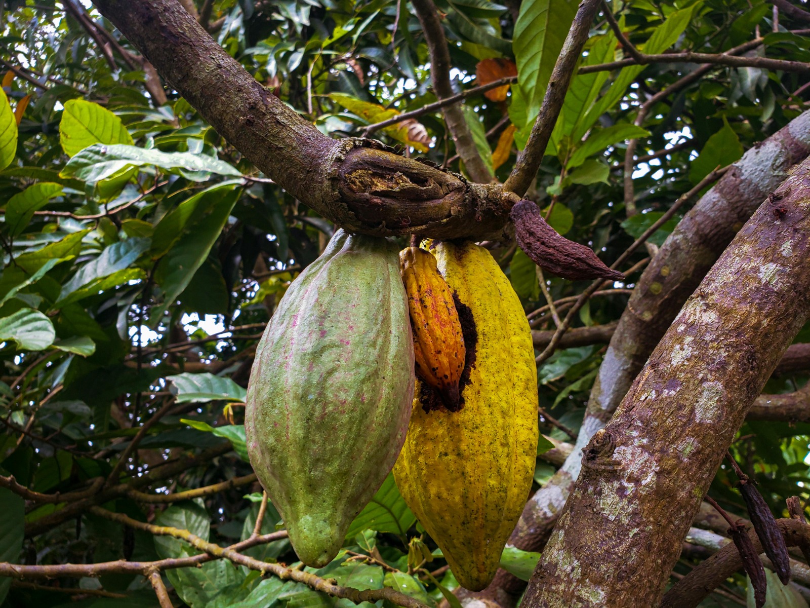 Négoce Agricole